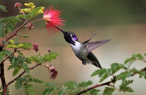 A hummingbird hovering near a vibrant red flower, with green foliage in the background.