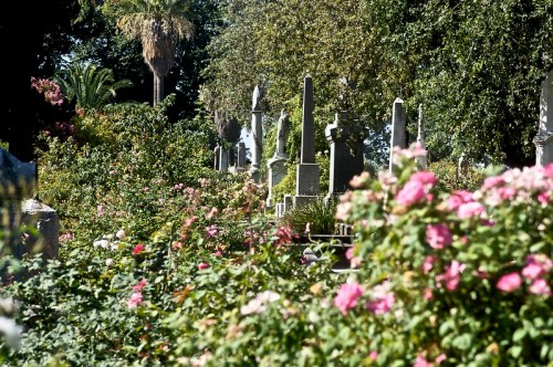 A serene cemetery scene with gravestones surrounded by lush greenery and blooming pink roses.