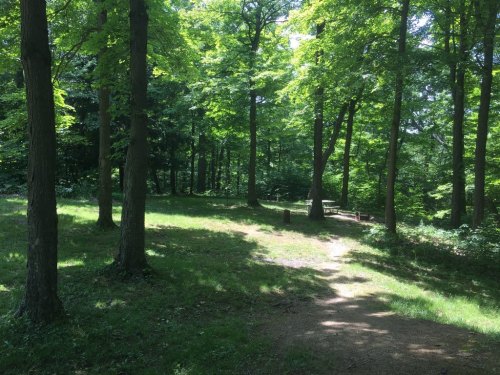 A sunlit forest path surrounded by lush green trees and grass, creating a serene natural atmosphere.