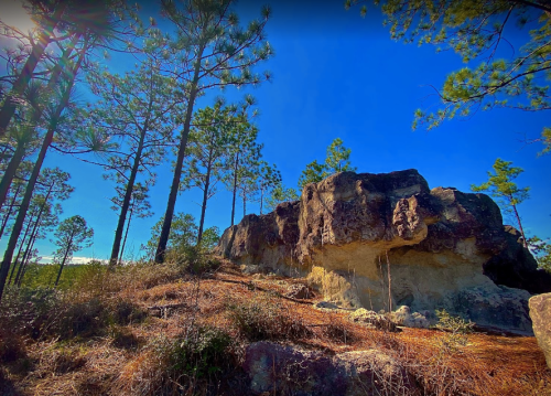 A rocky outcrop surrounded by tall pine trees under a clear blue sky. Sunlight filters through the branches.