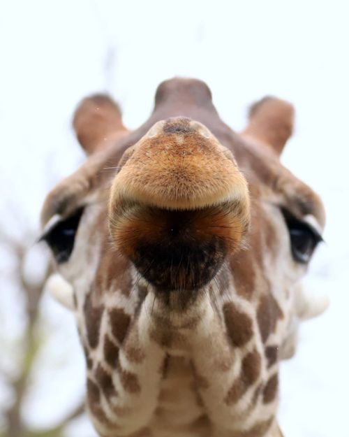 Close-up of a giraffe's face, showcasing its large eyes and distinctive patterned fur against a light background.