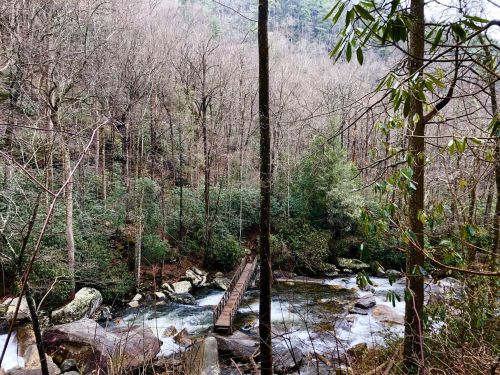A serene forest scene with a flowing river and a wooden bridge surrounded by bare trees and lush greenery.