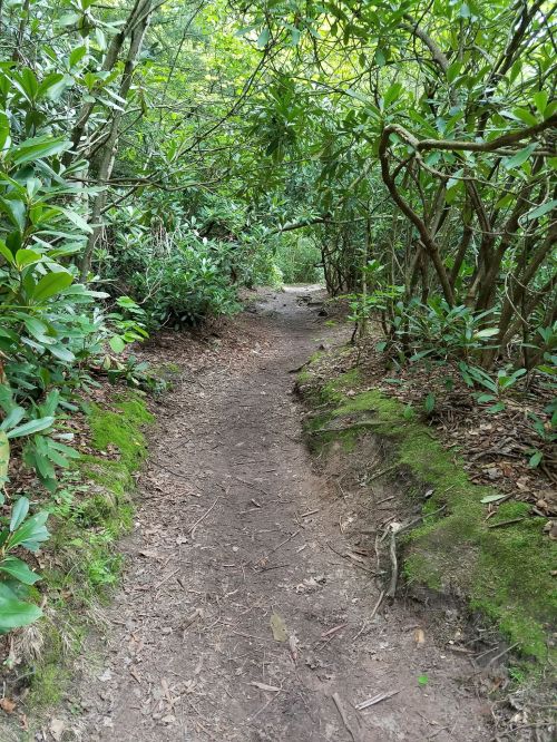A narrow dirt path winding through lush greenery and shrubs in a forested area.