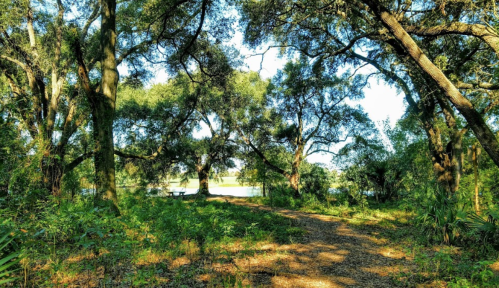 A serene forest path surrounded by lush greenery and large trees, leading to a calm water view in the distance.