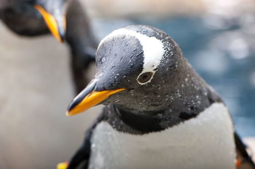 Close-up of a wet penguin with a distinctive white stripe on its head, set against a blurred background.