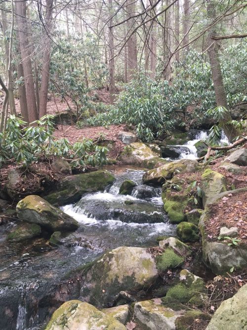 A serene stream flows over moss-covered rocks in a lush, green forest.