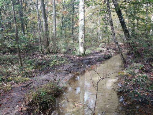 A serene forest scene with a small creek winding through trees and fallen leaves on the ground.