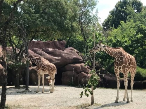 Two giraffes stand in a zoo habitat, surrounded by trees and rocky formations, enjoying their natural environment.