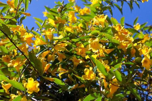 A vibrant display of yellow flowers among lush green leaves against a clear blue sky.