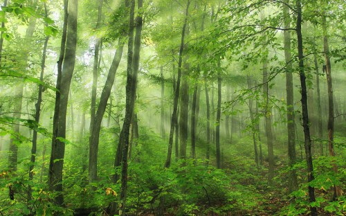 A misty forest with tall green trees and soft sunlight filtering through the leaves, creating a serene atmosphere.
