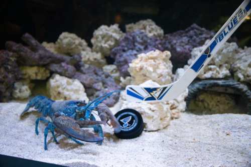 A blue lobster in an aquarium next to a hockey stick and puck on the sandy bottom, surrounded by rocks.