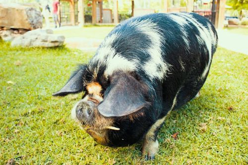 A black and white pig with floppy ears walking on green grass in a sunny outdoor setting.