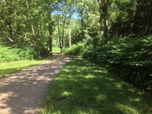 A winding path through a lush green forest, surrounded by trees and dense foliage on a sunny day.