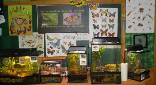A display of butterfly and insect habitats with educational posters on the wall about caterpillars and butterflies.
