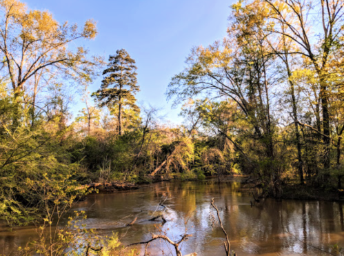A serene river scene surrounded by lush trees and greenery under a clear blue sky.