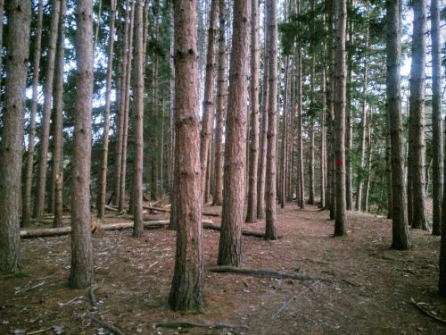 A dense forest with tall pine trees and a visible red marker on one tree, creating a serene, natural pathway.