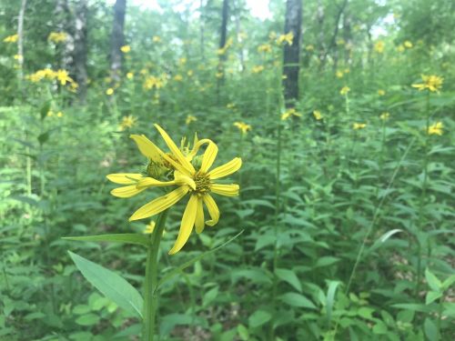 A close-up of a yellow flower in a lush green forest, surrounded by more yellow flowers in the background.