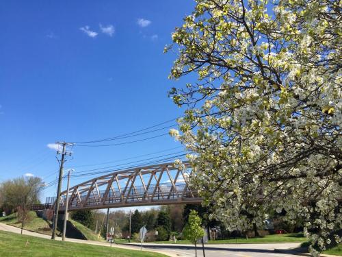 A blooming tree in the foreground with a metal bridge and blue sky in the background.