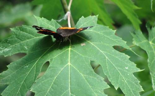 A butterfly with orange and black wings resting on a large green leaf in a natural setting.