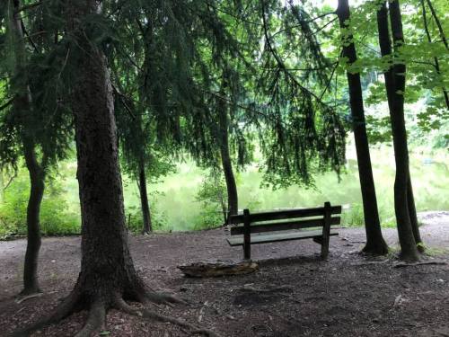 A serene park scene featuring a wooden bench by a calm, green-tinted pond surrounded by trees.