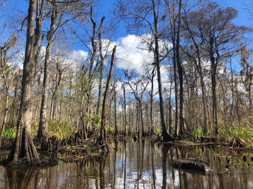 A serene swamp scene with tall trees reflecting in calm water under a blue sky with scattered clouds.