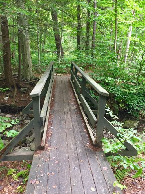 A wooden bridge spans a small creek, surrounded by lush green trees and foliage in a serene forest setting.