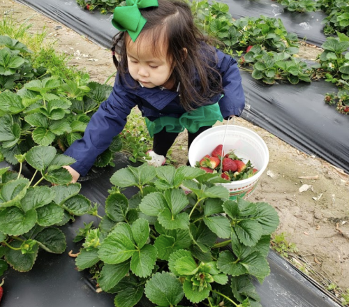 A young girl in a green bow picks strawberries in a field, holding a bucket filled with ripe strawberries.