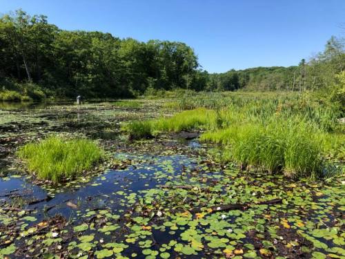 A serene wetland scene with lily pads, tall grasses, and trees under a clear blue sky.