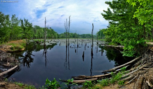 A serene wetland scene with still water, dead trees, and lush greenery under a cloudy sky.