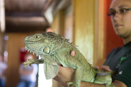 A person holds a large green iguana in a wooden interior setting.