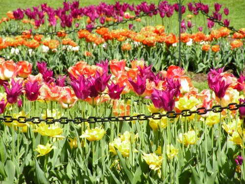 A vibrant garden filled with blooming tulips in shades of purple, orange, and yellow, separated by a black chain.