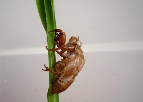 A close-up of a cicada exoskeleton clinging to a green plant stem.