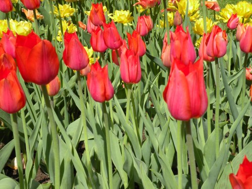 A vibrant field of red tulips surrounded by yellow flowers, with green leaves in a sunny garden setting.