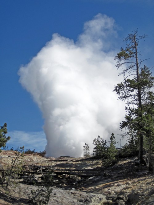 A geyser erupts, sending a plume of steam into a blue sky, surrounded by trees and rocky terrain.