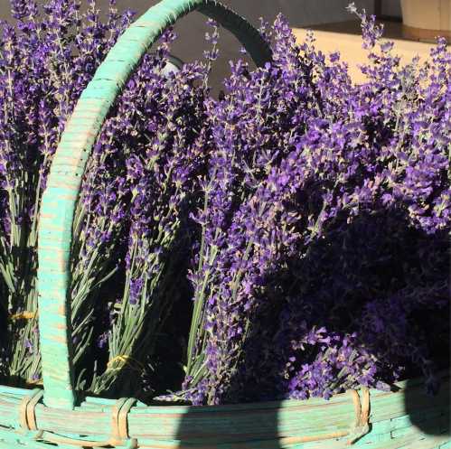 A woven basket filled with vibrant purple lavender flowers.