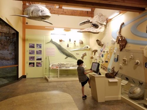 A child interacts with a touchscreen display in a museum exhibit featuring marine fossils and models.