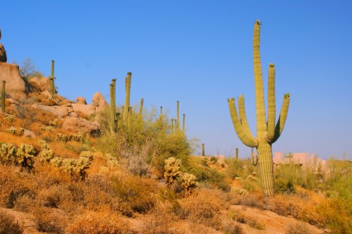 A desert landscape featuring tall cacti, rocky terrain, and a clear blue sky.