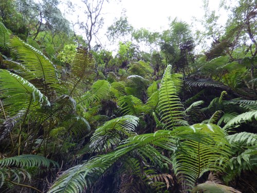 Lush green ferns and trees create a dense, vibrant forest scene under a cloudy sky.