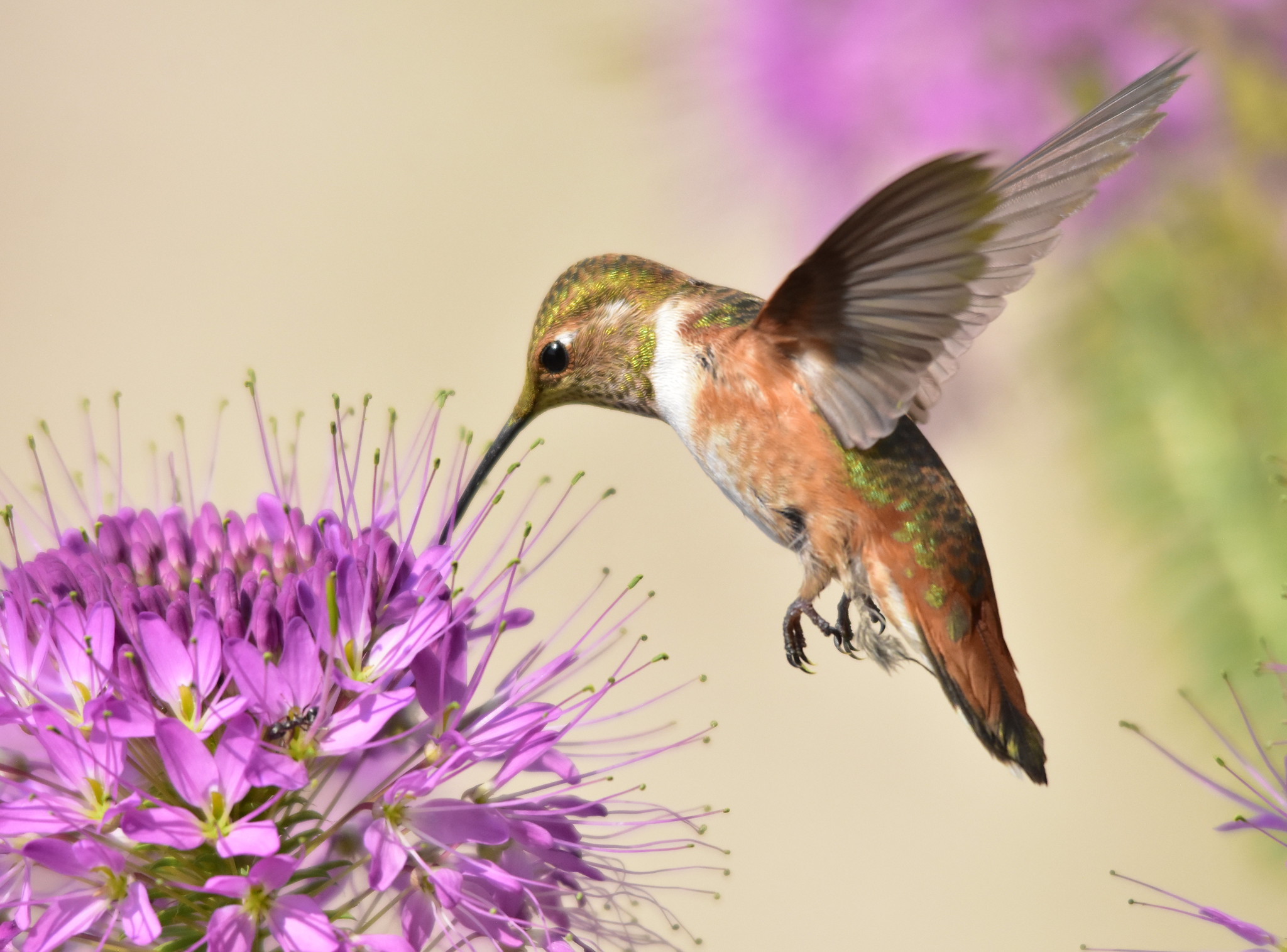 The Best Time to See Hummingbirds in South Dakota