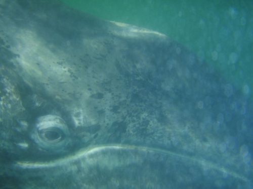 Close-up of a whale's head underwater, with a blurred background and visible textures on its skin.