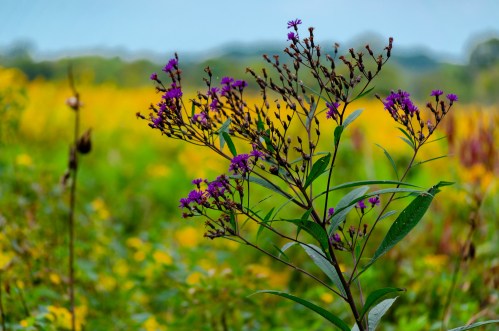 A cluster of purple flowers stands out against a blurred background of yellow and green fields.