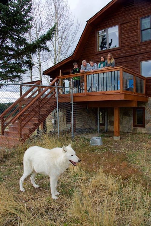 A white wolf stands in front of a wooden house, while a group of people watches from the balcony above.