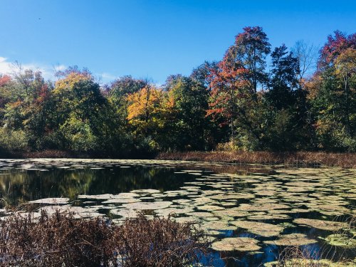 A serene pond covered with lily pads, surrounded by colorful autumn trees under a clear blue sky.