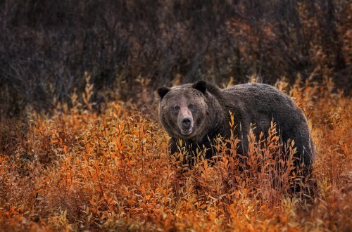 A brown bear stands among vibrant orange foliage in a natural setting, showcasing its fur and curious expression.