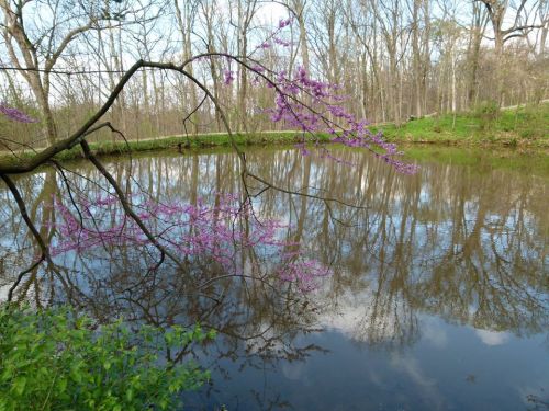A serene pond surrounded by trees, with a branch of pink flowers reflecting in the calm water.