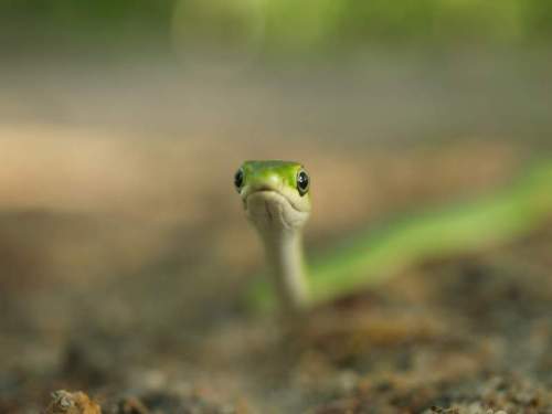 A close-up of a green snake's head, with large eyes and a curious expression, set against a blurred natural background.