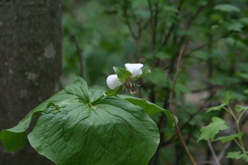 A close-up of a white flower with green leaves, set against a blurred background of foliage.