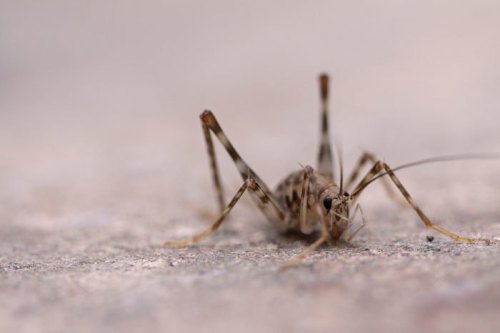 Close-up of a brown insect with long legs and antennae, resting on a textured surface.