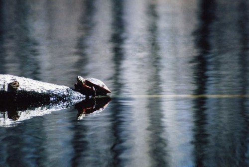 A turtle rests on a log above calm water, reflecting trees in the background.