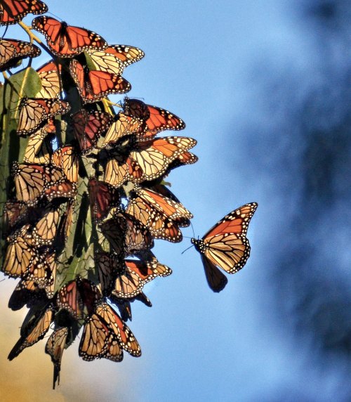 A cluster of monarch butterflies resting on green leaves against a blue sky, with one butterfly flying nearby.